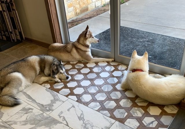 Three dogs sitting on the floor looking out a sliding glass door.